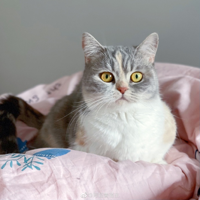 猫图片|宠物猫|猫咪|