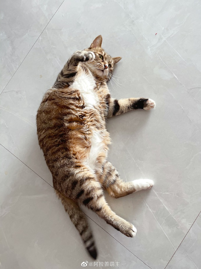 猫图片|宠物猫|猫咪|