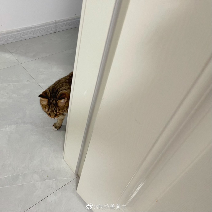 猫图片|宠物猫|猫咪|