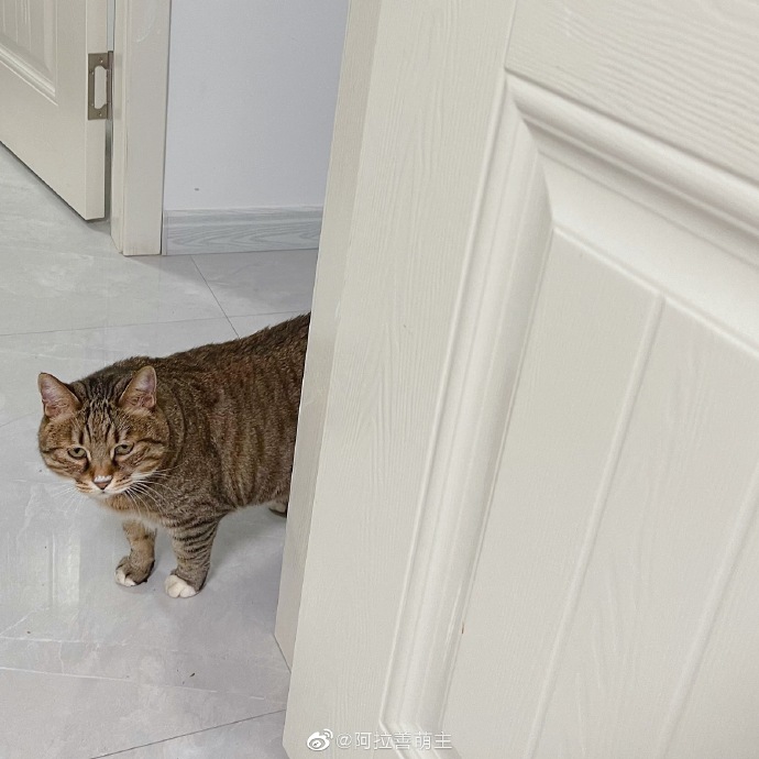 猫图片|宠物猫|猫咪|