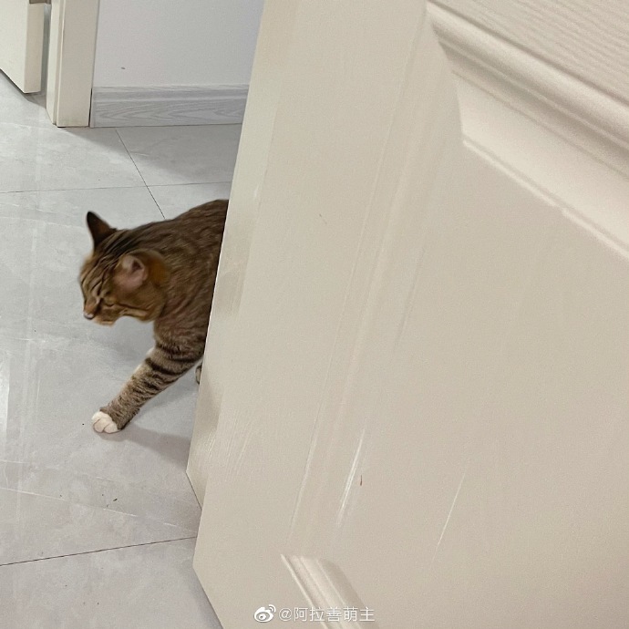 猫图片|宠物猫|猫咪|