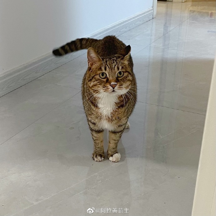 猫图片|宠物猫|猫咪|