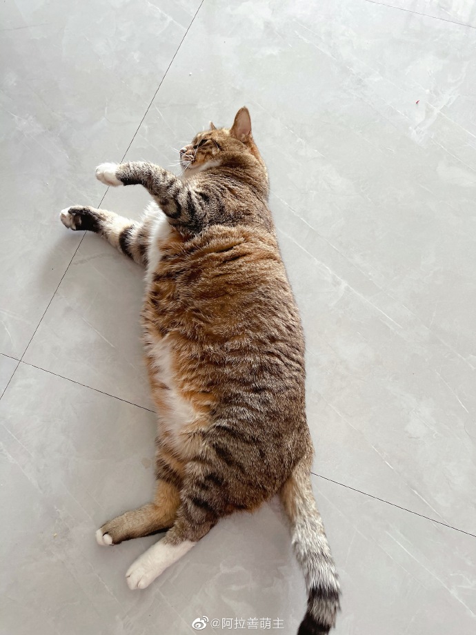 猫图片|宠物猫|猫咪|