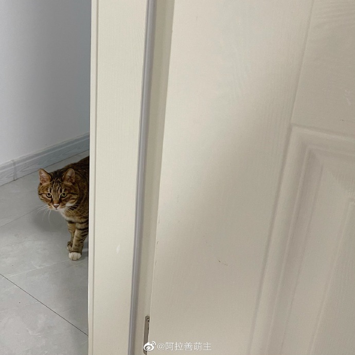 猫图片|宠物猫|猫咪|