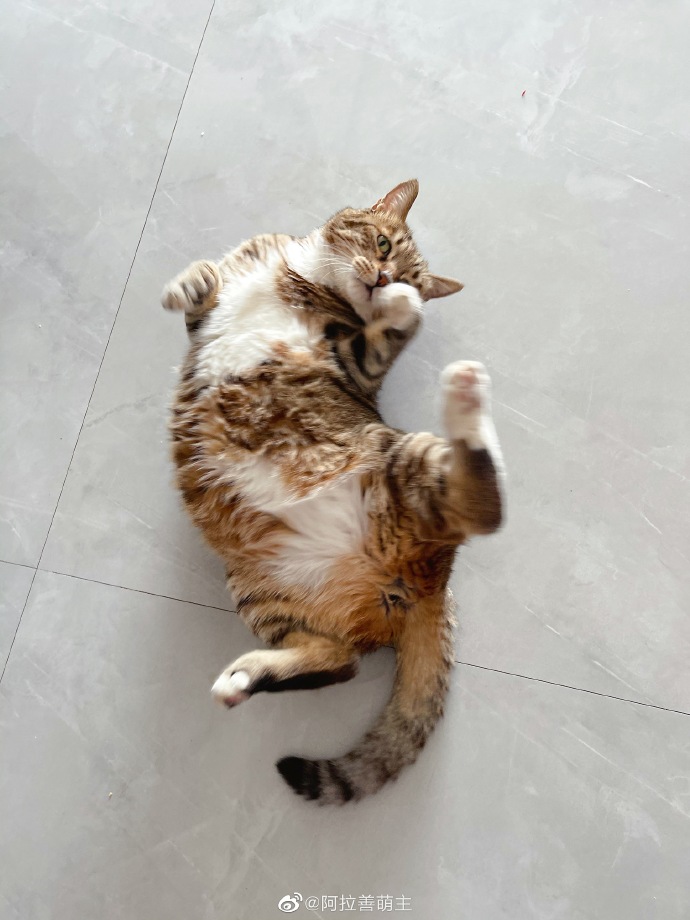 猫图片|宠物猫|猫咪|