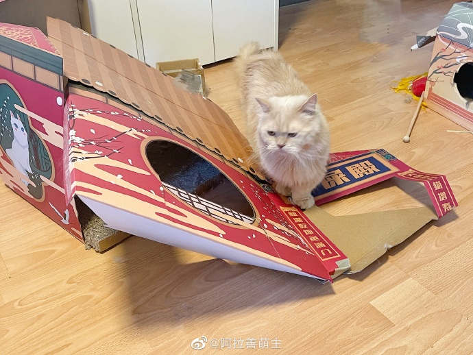 猫图片|宠物猫|猫咪|