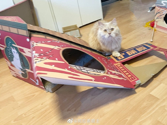 猫图片|宠物猫|猫咪|