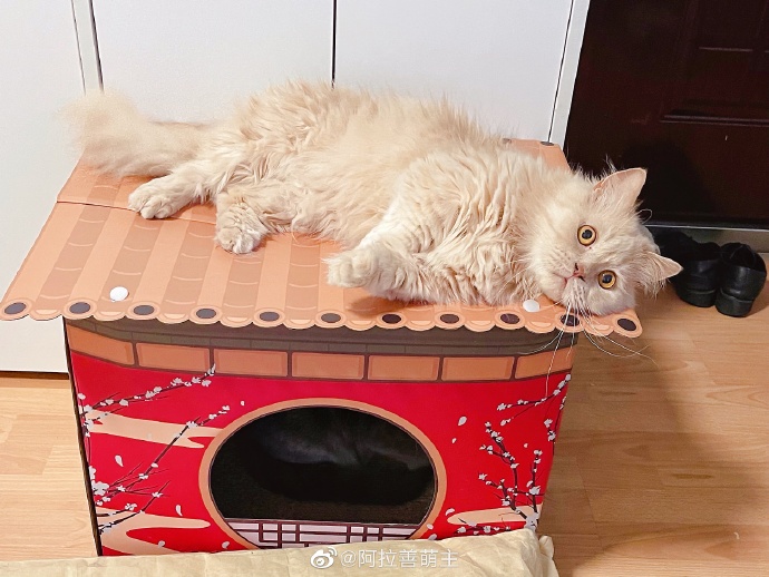 猫图片|宠物猫|猫咪|