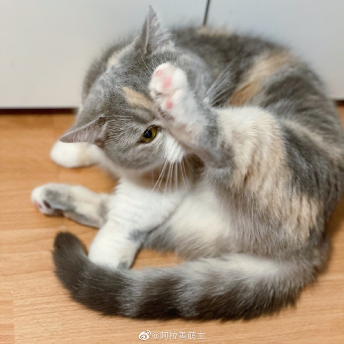 猫图片|宠物猫|猫咪|