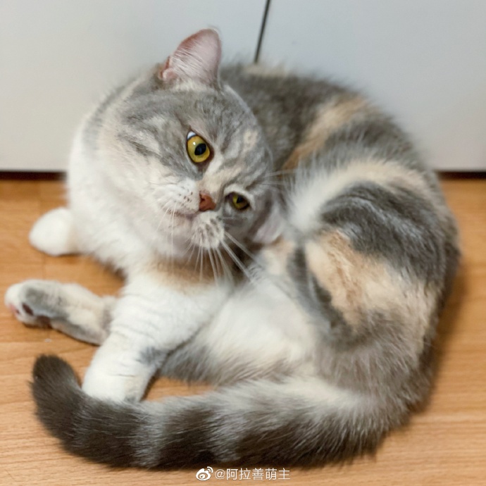 猫图片|宠物猫|猫咪|