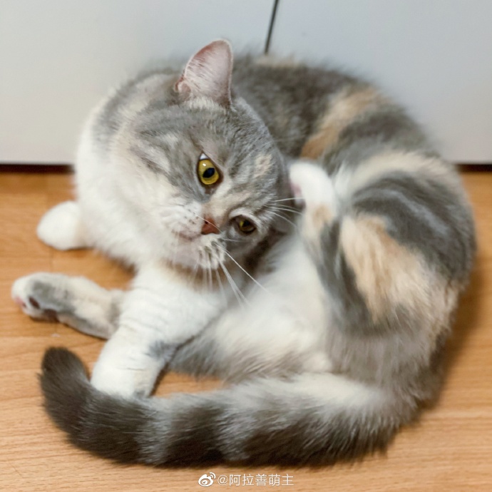 猫图片|宠物猫|猫咪|