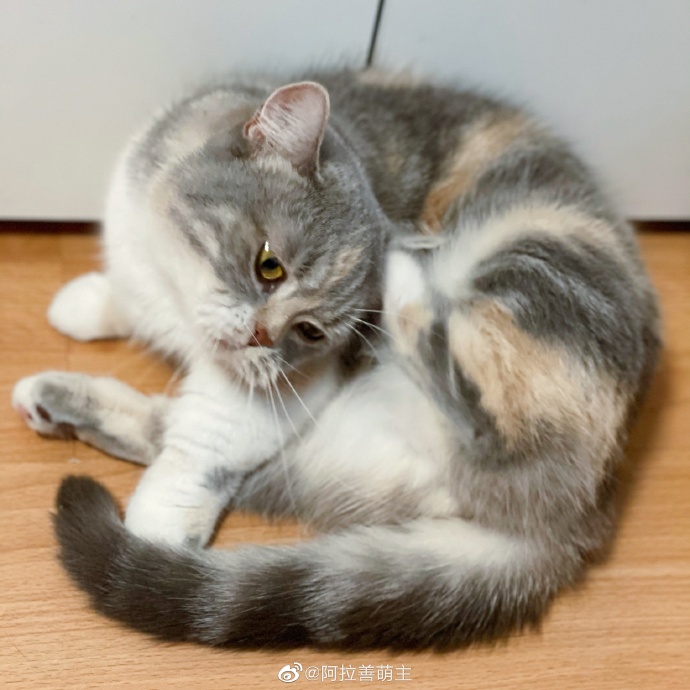 猫图片|宠物猫|猫咪|