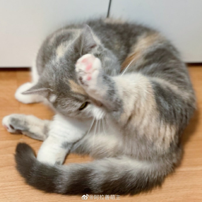 猫图片|宠物猫|猫咪|