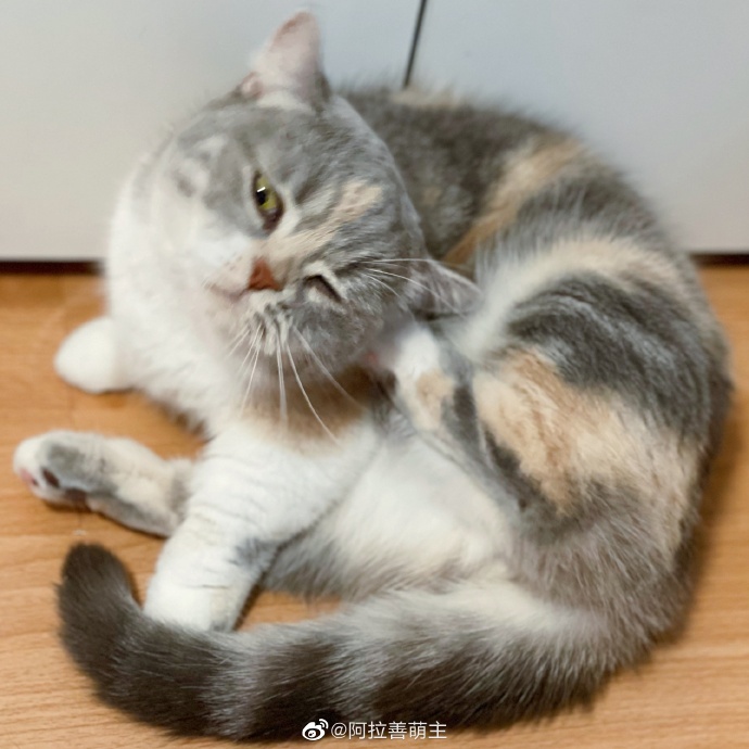 猫图片|宠物猫|猫咪|