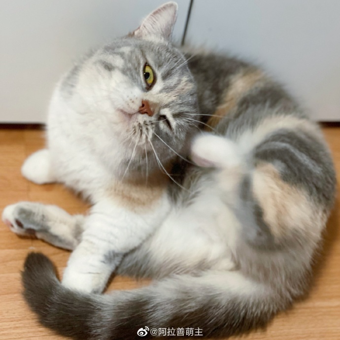 猫图片|宠物猫|猫咪|