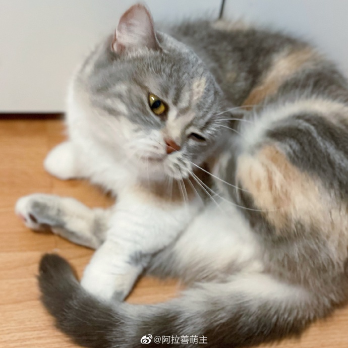 猫图片|宠物猫|猫咪|