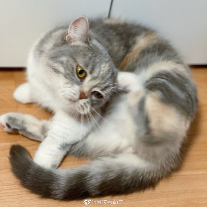 猫图片|宠物猫|猫咪|