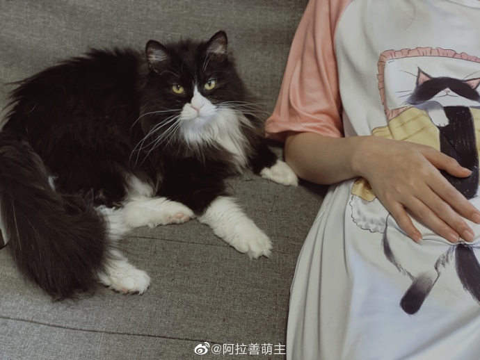 猫图片|宠物猫|猫咪|