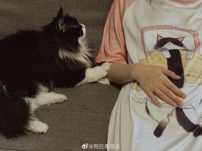 猫图片|宠物猫|猫咪|