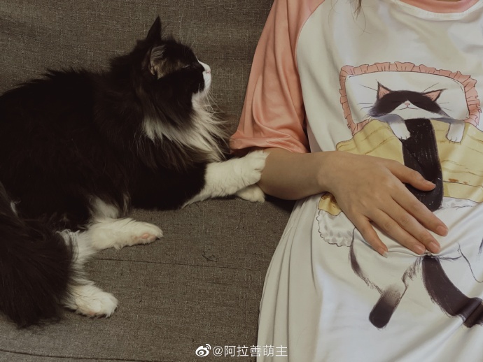 猫图片|宠物猫|猫咪|