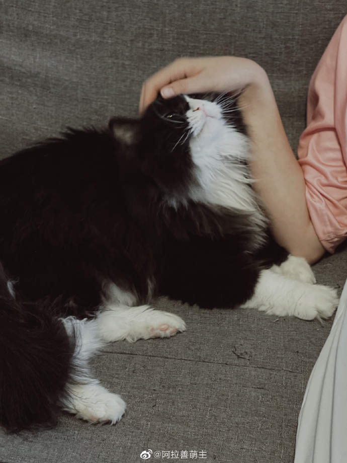 猫图片|宠物猫|猫咪|