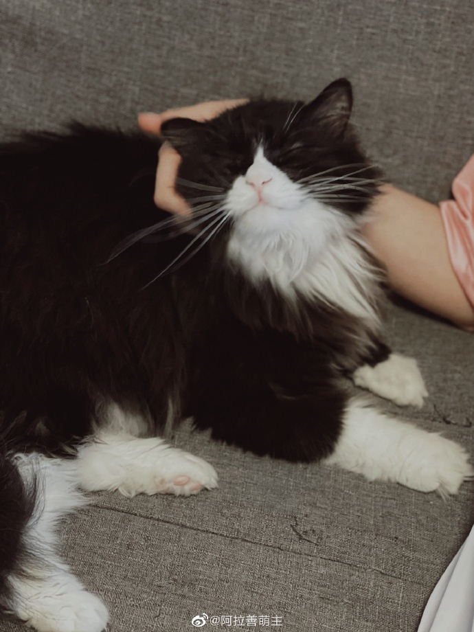 猫图片|宠物猫|猫咪|