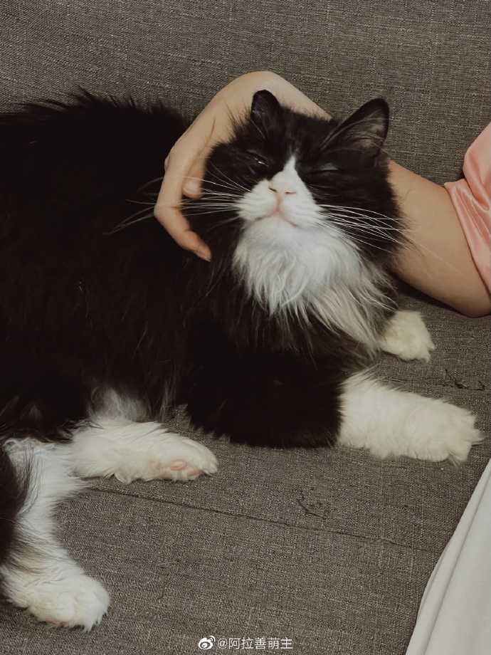 猫图片|宠物猫|猫咪|