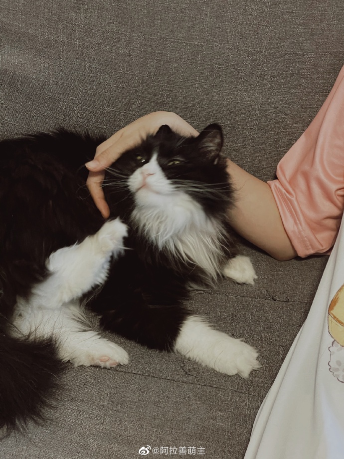 猫图片|宠物猫|猫咪|