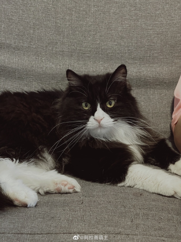 猫图片|宠物猫|猫咪|