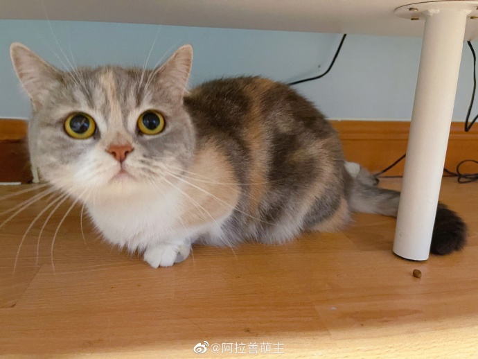 猫图片|宠物猫|猫咪|