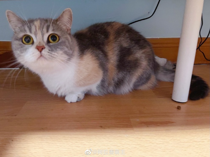 猫图片|宠物猫|猫咪|