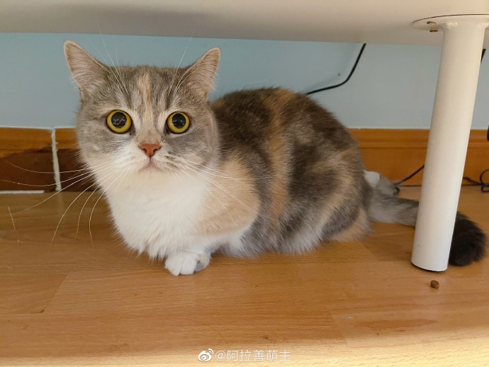 猫图片|宠物猫|猫咪|