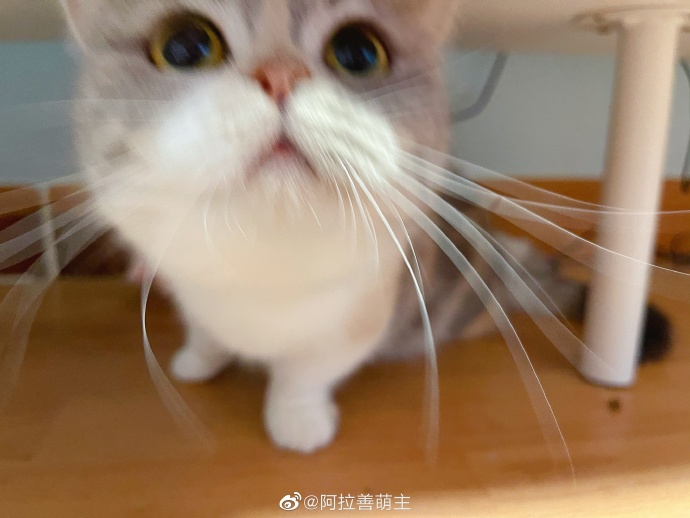 猫图片|宠物猫|猫咪|