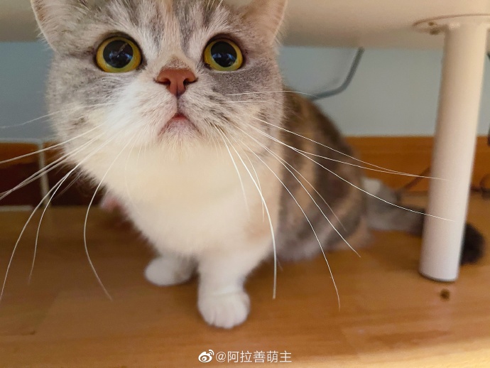 猫图片|宠物猫|猫咪|