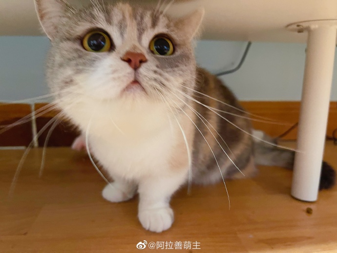 猫图片|宠物猫|猫咪|