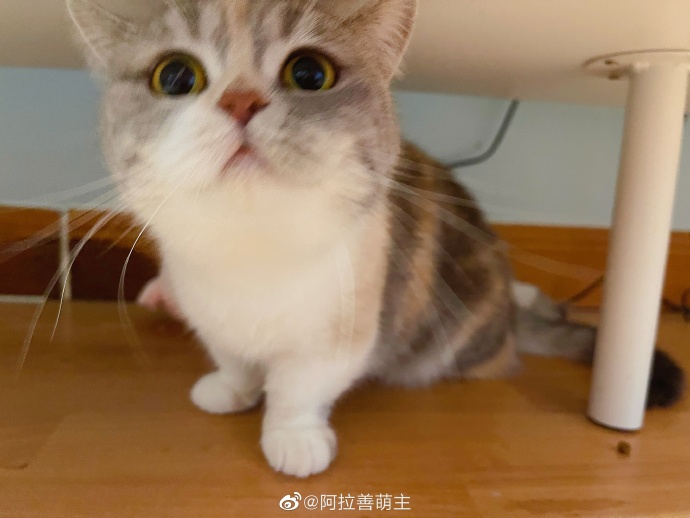 猫图片|宠物猫|猫咪|