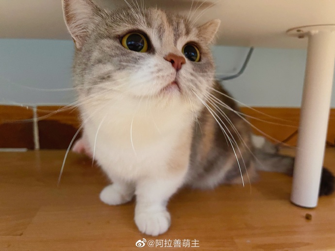 猫图片|宠物猫|猫咪|