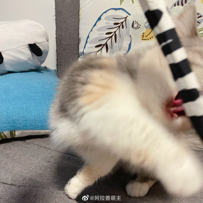 猫图片|宠物猫|猫咪|