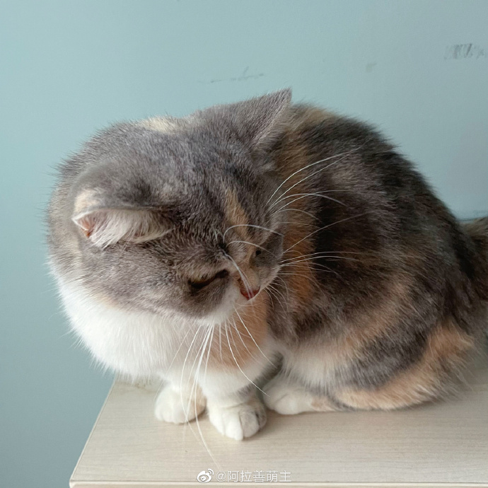 猫图片|宠物猫|猫咪|