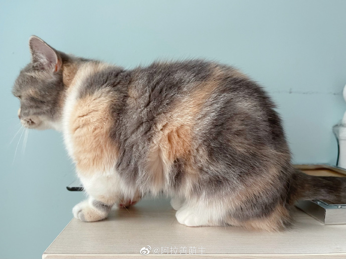 猫图片|宠物猫|猫咪|