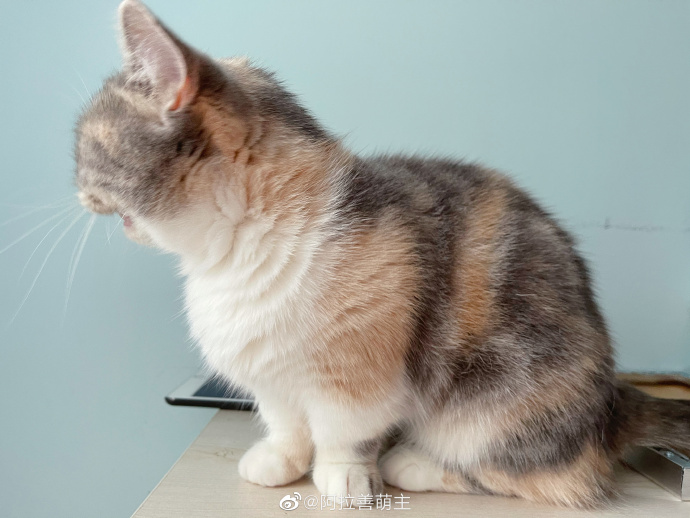 猫图片|宠物猫|猫咪|