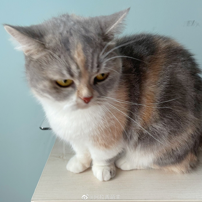 猫图片|宠物猫|猫咪|