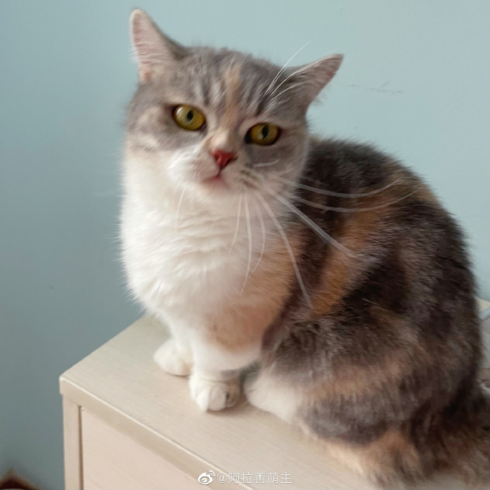 猫图片|宠物猫|猫咪|