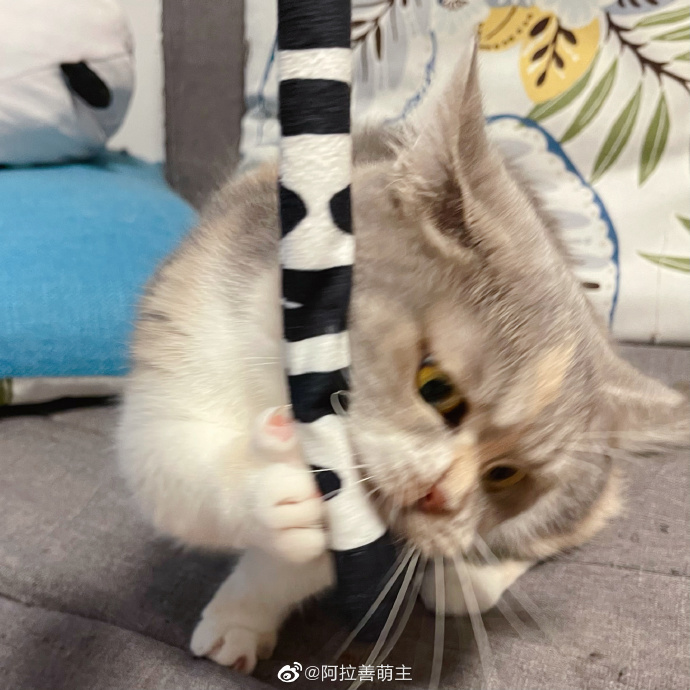 猫图片|宠物猫|猫咪|