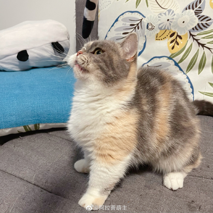 猫图片|宠物猫|猫咪|