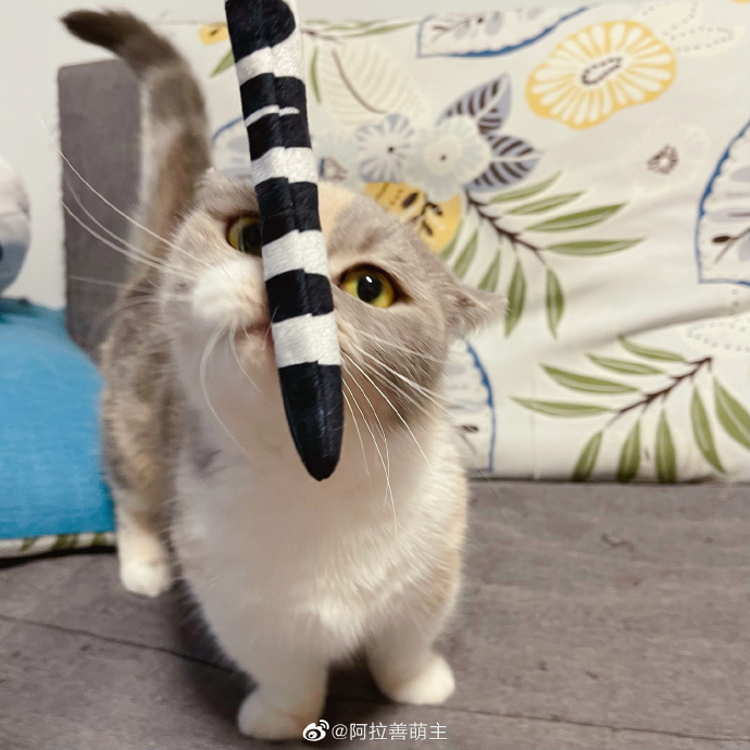 猫图片|宠物猫|猫咪|