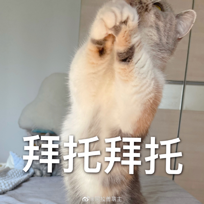 猫图片|宠物猫|猫咪|