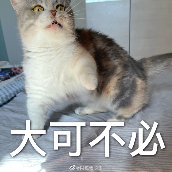 猫图片|宠物猫|猫咪|