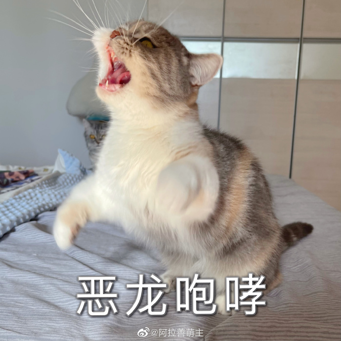 猫图片|宠物猫|猫咪|