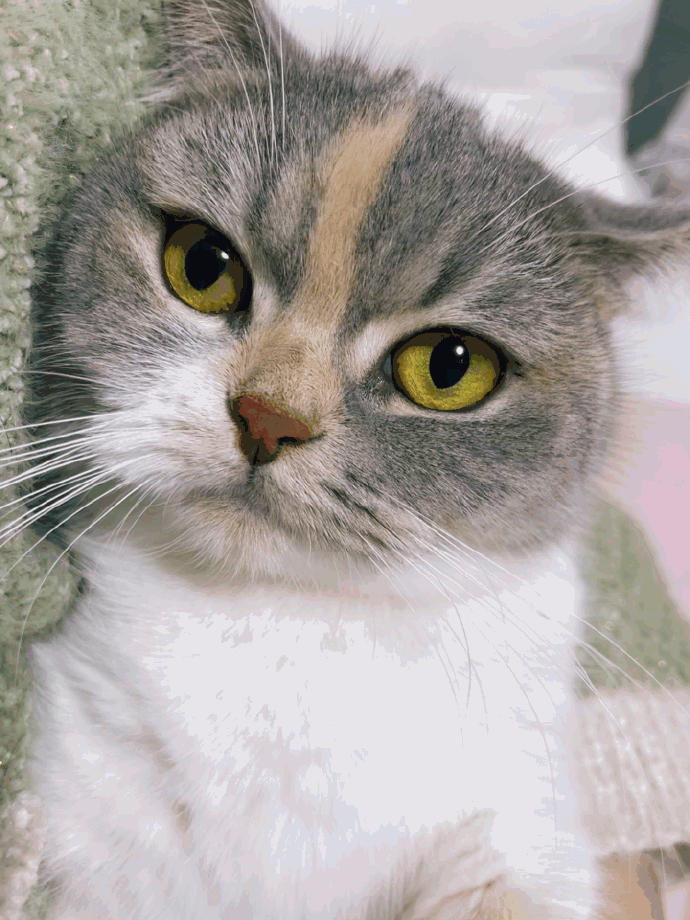 猫图片|宠物猫|猫咪|